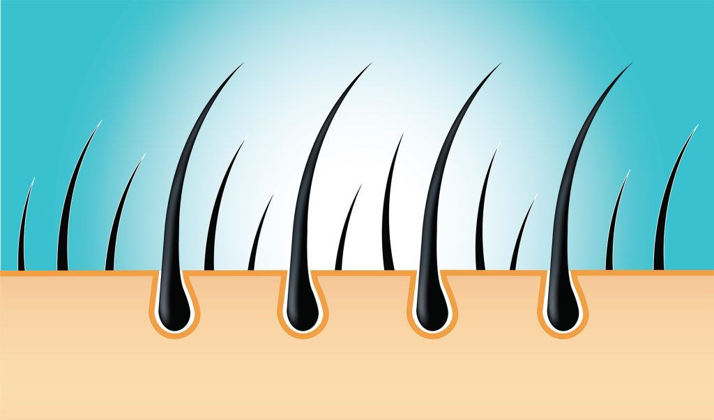 مراحل رشد مو چیست؟| فازهای آناژن، تلوژن، کاتاژن